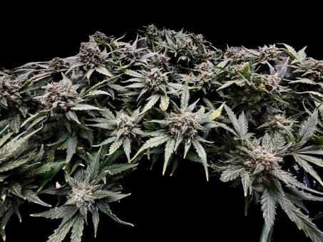 CBD Auto 1:1 (CBD Crack) - картинка 3