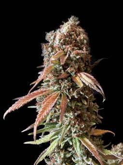 Gorila - картинка 2