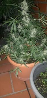 Stromboli Auto - картинка 2