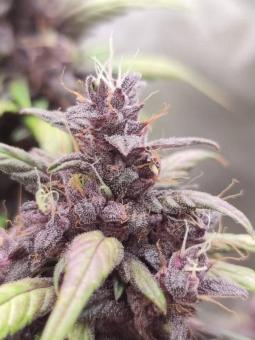 Auto Forbidden Cherry - картинка 5