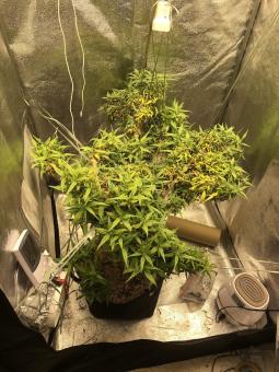 Arjan's Ultra Haze 2 (Mango Haze) - картинка 7