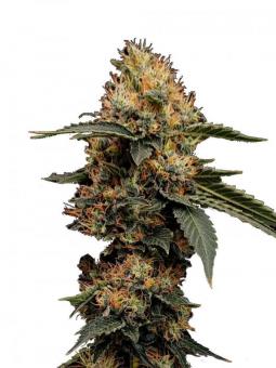 Buddha White Widow - картинка 1