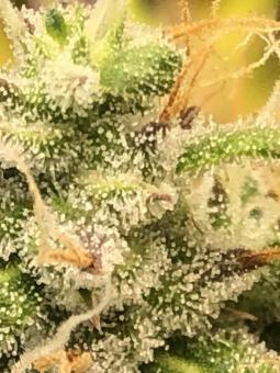 Buddha Auto Critical - картинка 3