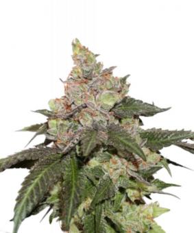 Kerosene Krash - картинка 1