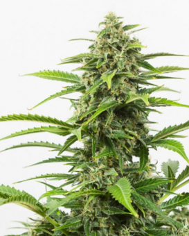 Super Critical Auto - картинка 4