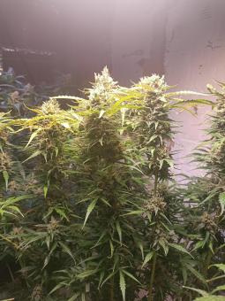 Cinderella Auto - картинка 4