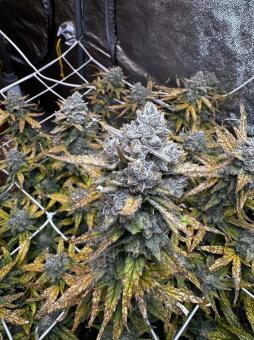 Strawberry Banana Gelato XL Auto® - картинка 3