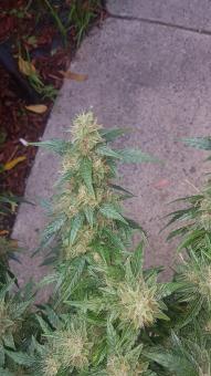 Alpujarreña - картинка 2