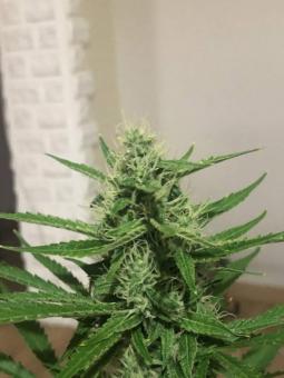 Blueberry Haze genetics fem - картинка 3