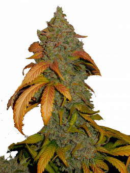 Sour Chocodiesel genetics - картинка 1