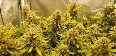 Jock Horror Auto - картинка 5