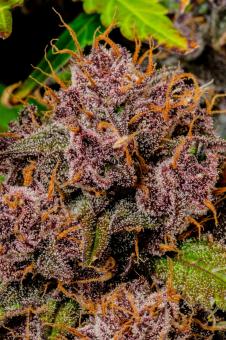 Lemon Cherry Cookies Auto - картинка 3