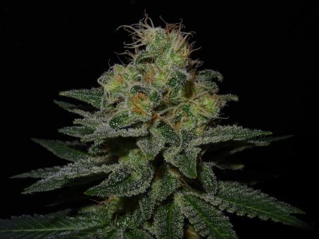 S.A.D. Sweet Afgani Delicious S1 - картинка 3