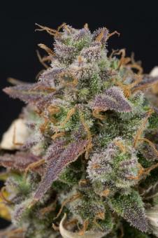 Cookies and Cream Auto - картинка 7