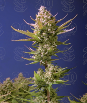 Studio 54 Stardust Auto - картинка 1