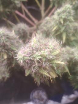 AK 74 Auto - картинка 7