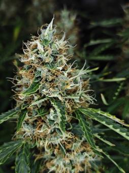 Z-Up Auto - картинка 2