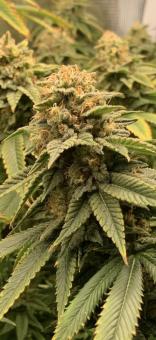 Gorilla Melon - картинка 4