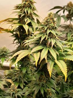 Lemon O.G. - картинка 2