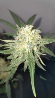 Durban Dew - картинка 5