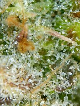 Auto Cinderella Jack - картинка 7