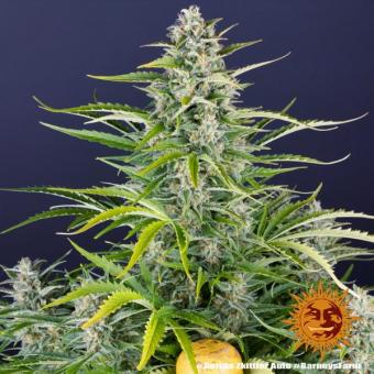 Gorilla Zkittlez Auto - картинка 7