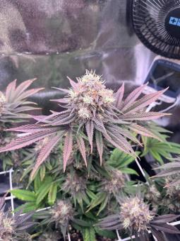 Sensi Star - картинка 4