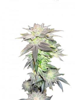 Alpujarreña - картинка 5