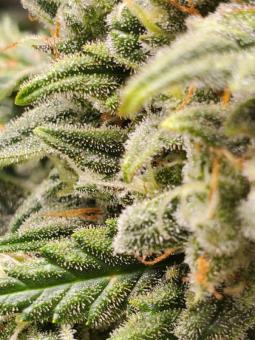 Tai Wood genetics - картинка 4