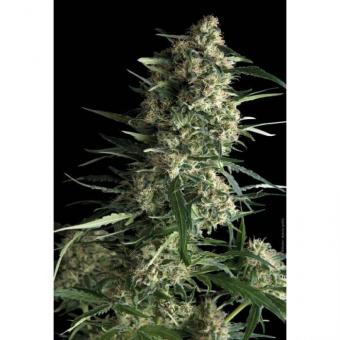 Auto Galaxy - картинка 5