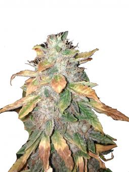 Jack Herer - картинка 2