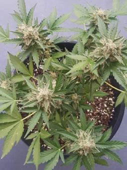 Sticky Fingers Auto - картинка 4