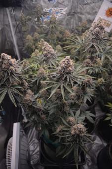 Golden Apple Haze - картинка 4