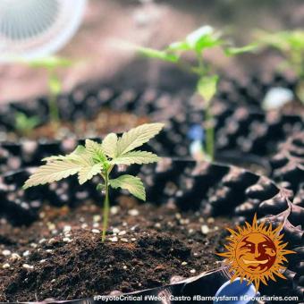 Peyote Critical - картинка 2