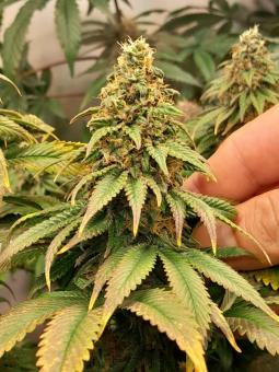 Lemon O.G. - картинка 4