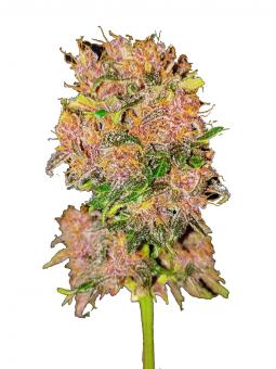 Dark Lemonade Auto - картинка 1