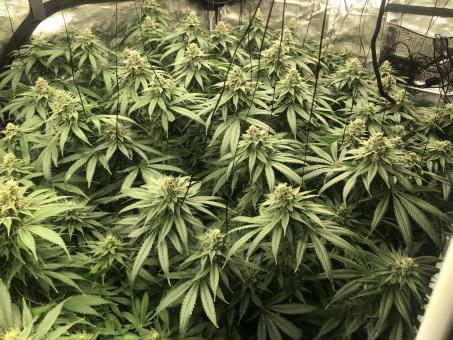 White Widow - картинка 1