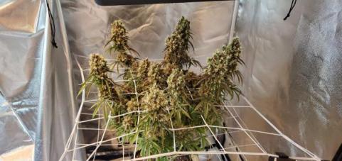 Zkittlez OG Auto - картинка 2