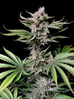 Cherry Cola Auto - картинка 7