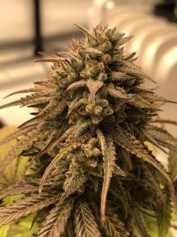 Gelato 41 x Gelato 41 Auto - картинка 3