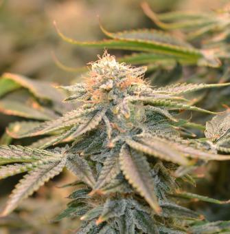 Nicole Og Kush - картинка 1