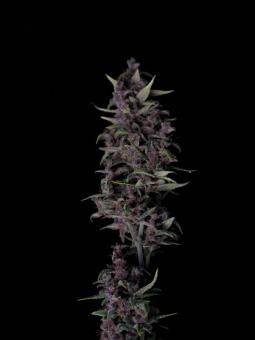 LSD-25 Auto - картинка 2