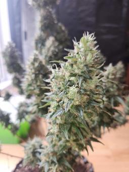 Auto Oh My Gusher - картинка 2