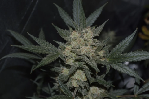 Girl Scout Cookies Auto - картинка 7