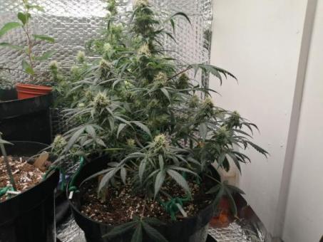 Super Hash - картинка 3