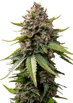 White Widow XXL Auto - картинка 5