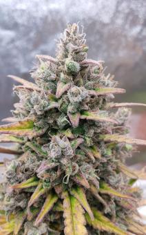 Purple Punch OG XL Auto® - картинка 3