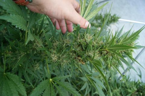 Auto Nefertiti - картинка 3