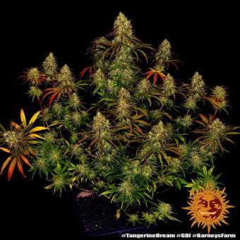 Tangerine Dream - картинка 5