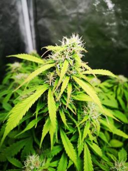 Auto Mazar genetics - картинка 6